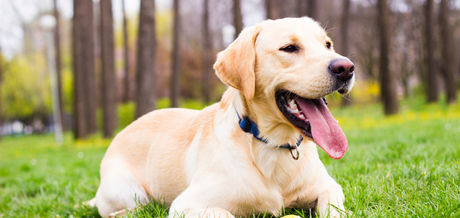 How the Right Toys, Feeders, and Sprays Improve Your Dog’s Daily Life