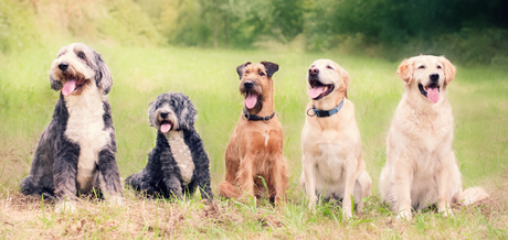 Leashes & Bandanas: How to Choose Safe, Comfortable, and Trendy Dog Gear