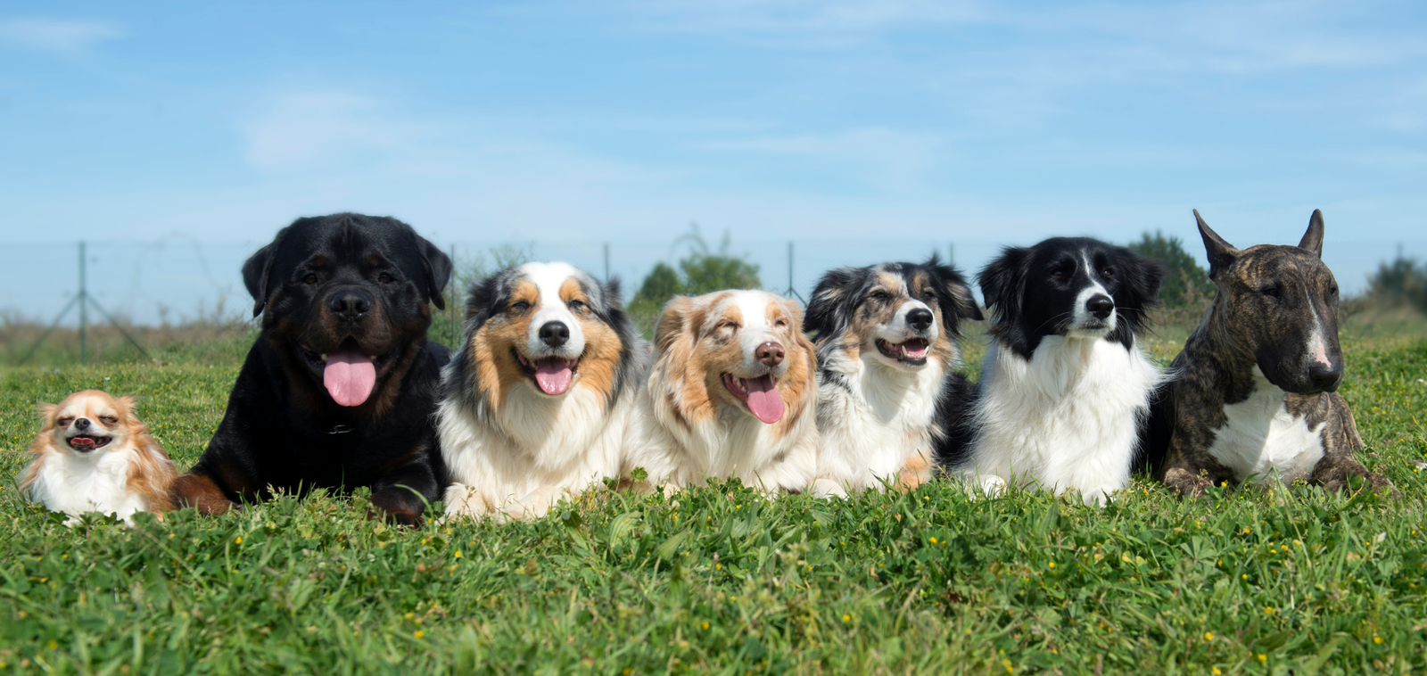 Top Dog T-Shirts & Fashion Accessories Every Stylish Pup Needs