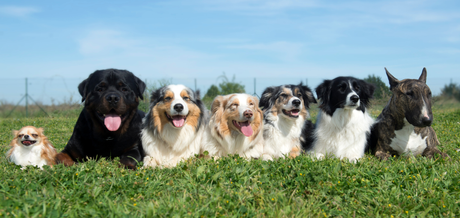 Top Dog T-Shirts & Fashion Accessories Every Stylish Pup Needs