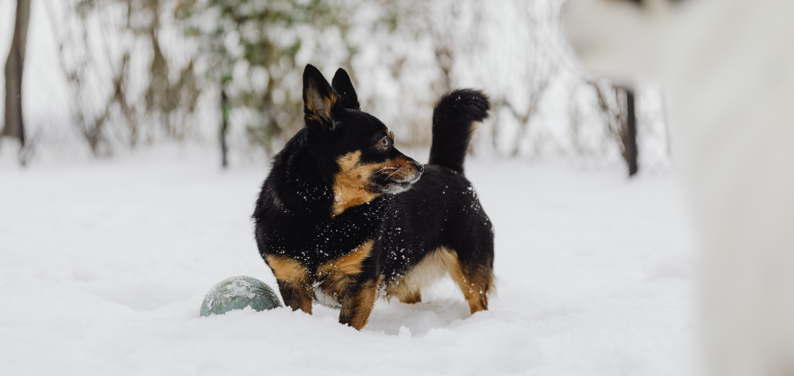 From Playtime to Mealtime: Building a Healthy Daily Routine for Your Dog