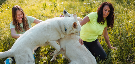 Everyday Essentials for Dogs: Must-Have Accessories for Comfort, Safety, and Style